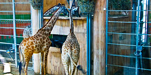 Giraffer på djurpark
